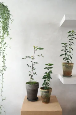 Danskavlede Planter^PLANT Kinesisk liguster