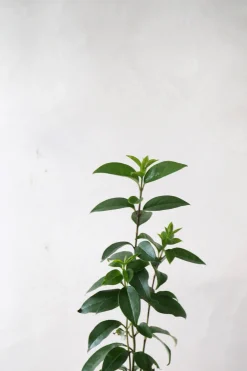 Danskavlede Planter^PLANT Kinesisk liguster