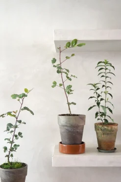 Danskavlede Planter^PLANT Kinesisk liguster