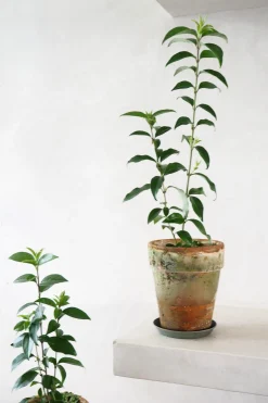 Danskavlede Planter^PLANT Kinesisk liguster