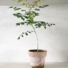 Danskavlede Planter^PLANT Kinesisk træ