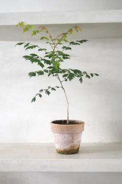 Danskavlede Planter^PLANT Kinesisk træ