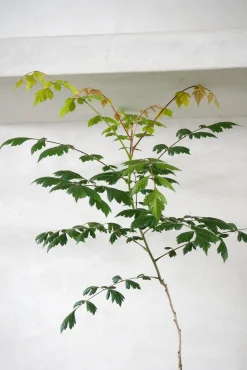 Danskavlede Planter^PLANT Kinesisk træ