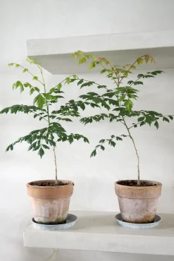 Danskavlede Planter^PLANT Kinesisk træ