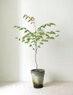 Danskavlede Planter^PLANT Kinesisk træ