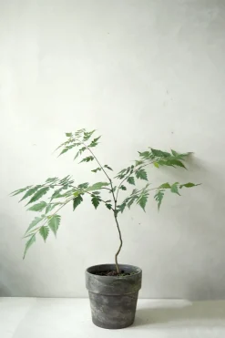 Danskavlede Planter^PLANT Kinesisk træ