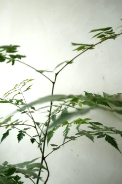 Danskavlede Planter^PLANT Kinesisk træ
