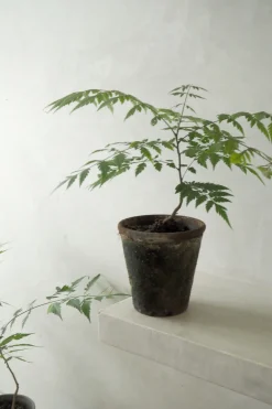 Danskavlede Planter^PLANT Kinesisk træ