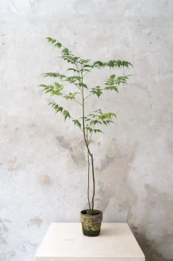 Danskavlede Planter^PLANT Kinesisk træ, medium