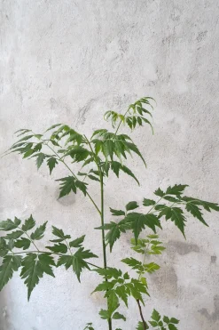 Danskavlede Planter^PLANT Kinesisk træ, medium