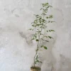 Danskavlede Planter^PLANT Klokketræ