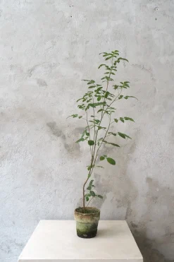 Danskavlede Planter^PLANT Klokketræ