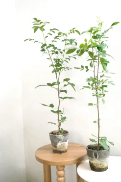 Danskavlede Planter^PLANT Klokketræ