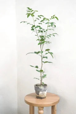Danskavlede Planter^PLANT Klokketræ