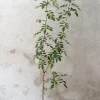 Gulvplanter Og Store Træer|Danskavlede Planter^PLANT Klokketræ, unika, stor