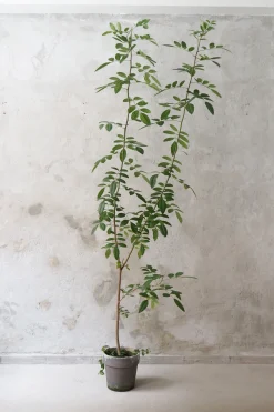Gulvplanter Og Store Træer|Danskavlede Planter^PLANT Klokketræ, unika, stor