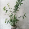 Gulvplanter Og Store Træer|Danskavlede Planter^PLANT Klokketræ, unika, stor I