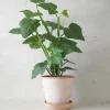 Tropiske Planter^PLANT Knoglee