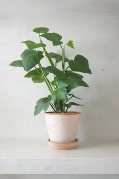 Tropiske Planter^PLANT Knoglee