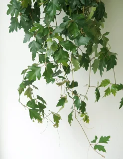 Hængeplanter|Tropiske Planter^PLANT Kongevin