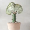 Ørkenplanter Og Knoldplanter^PLANT Koral kaktus