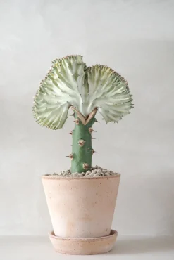 Ørkenplanter Og Knoldplanter^PLANT Koral kaktus