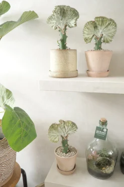 Ørkenplanter Og Knoldplanter^PLANT Koral kaktus