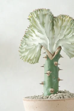Ørkenplanter Og Knoldplanter^PLANT Koral kaktus