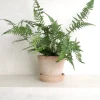 Danskavlede Planter^PLANT Koreansk stenbregne