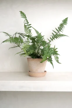 Danskavlede Planter^PLANT Koreansk stenbregne