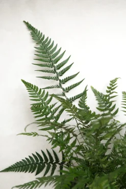Danskavlede Planter^PLANT Koreansk stenbregne