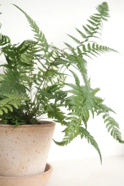 Danskavlede Planter^PLANT Koreansk stenbregne