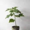 Danskavlede Planter|Kærlighedstræer^PLANT Kærlighedstræ (Fingerblad)