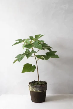Danskavlede Planter|Kærlighedstræer^PLANT Kærlighedstræ (Fingerblad)
