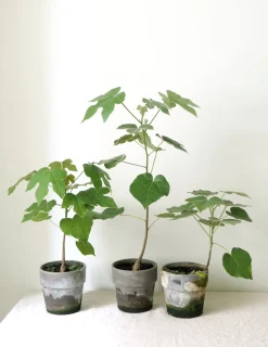 Danskavlede Planter|Kærlighedstræer^PLANT Kærlighedstræ (Fingerblad)