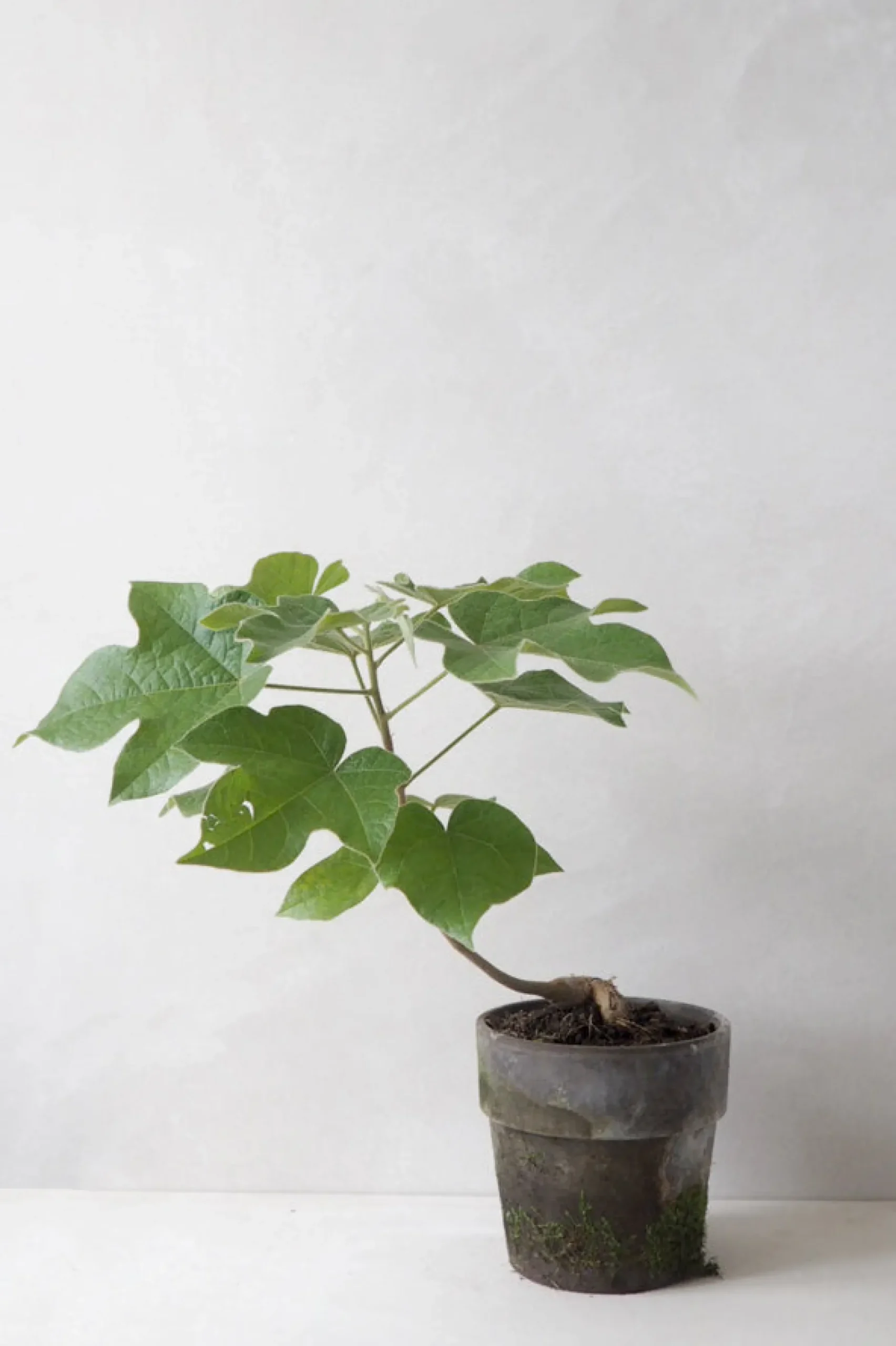Danskavlede Planter|Kærlighedstræer^PLANT Kærlighedstræ (Fingerblad)