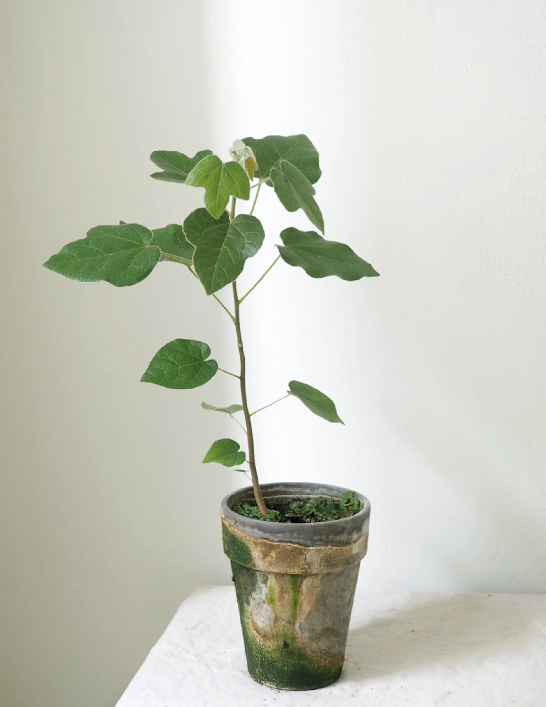 Danskavlede Planter|Kærlighedstræer^PLANT Kærlighedstræ (Fingerblad)