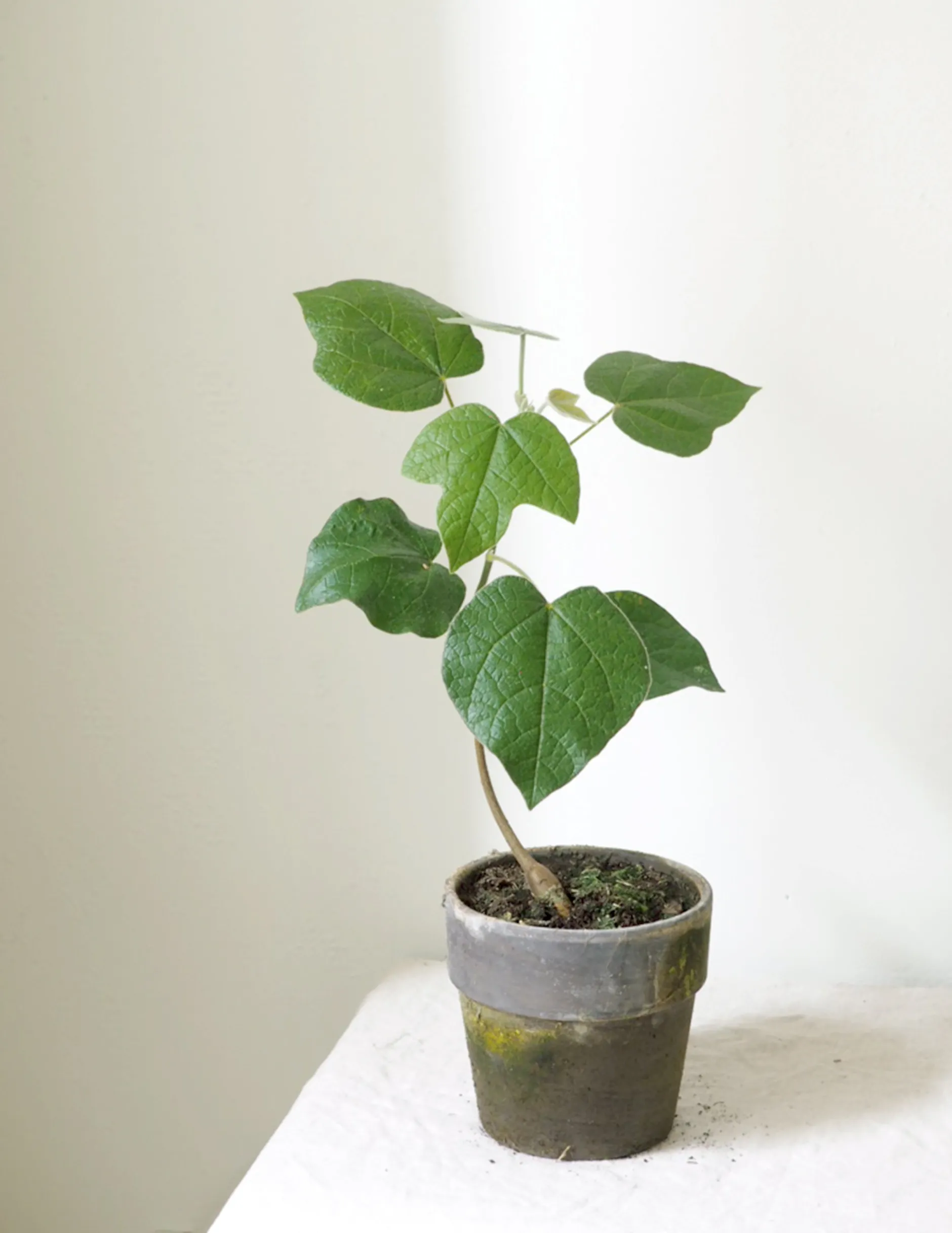 Danskavlede Planter|Kærlighedstræer^PLANT Kærlighedstræ (Fingerblad)