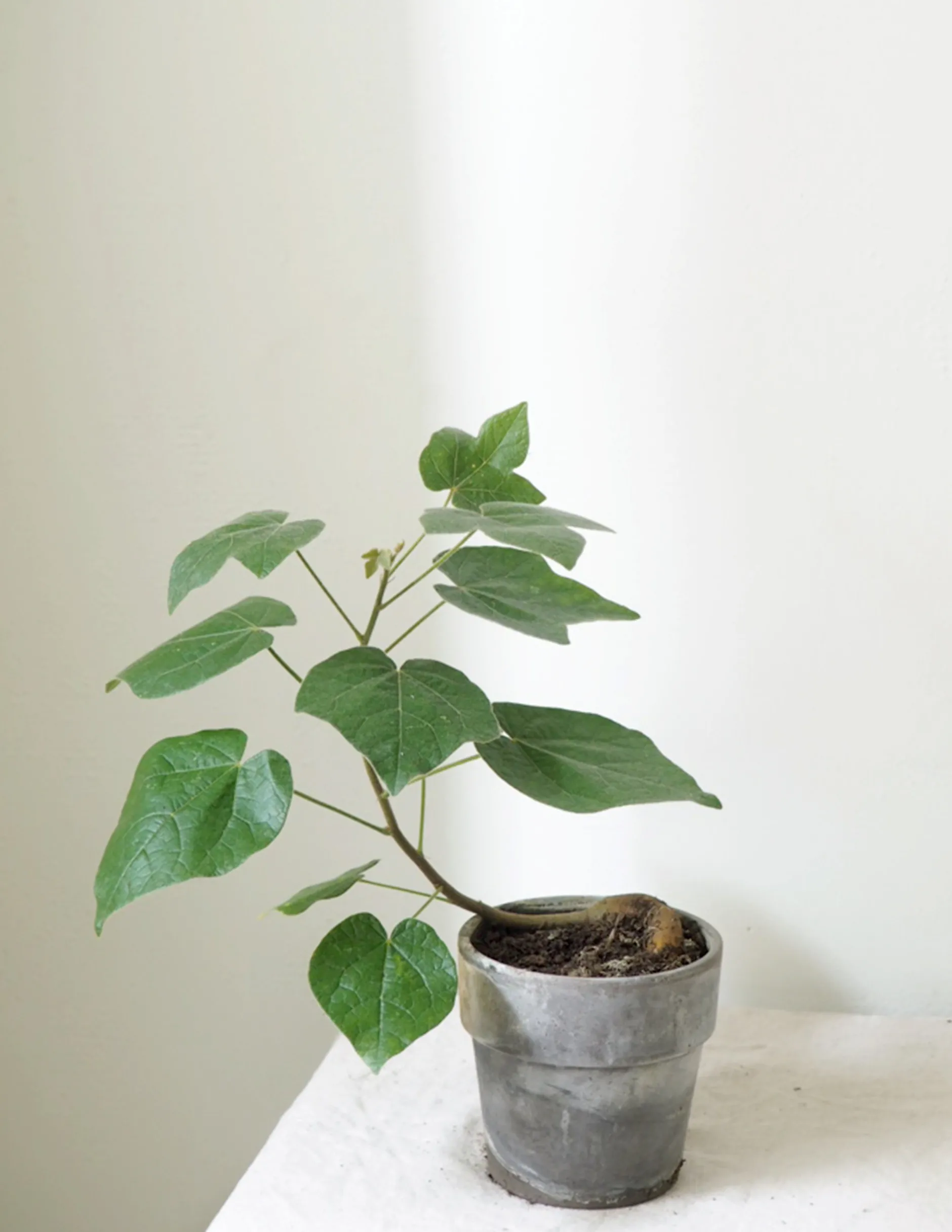 Danskavlede Planter|Kærlighedstræer^PLANT Kærlighedstræ (Fingerblad)