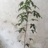 Gulvplanter Og Store Træer|Danskavlede Planter^PLANT Kærlighedstræ (Fingerblad) medium