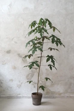 Gulvplanter Og Store Træer|Danskavlede Planter^PLANT Kærlighedstræ (Fingerblad) medium