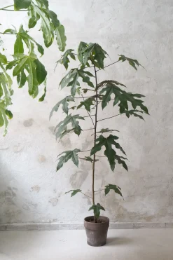 Gulvplanter Og Store Træer|Danskavlede Planter^PLANT Kærlighedstræ (Fingerblad) medium