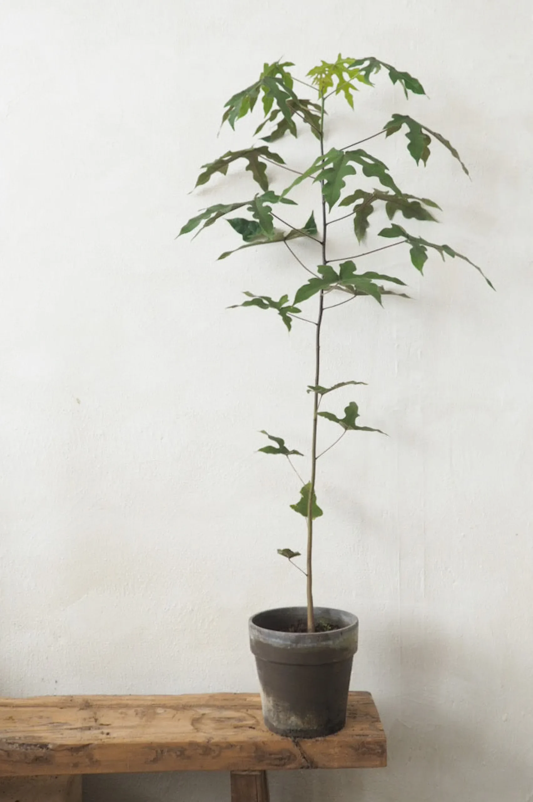 Gulvplanter Og Store Træer|Danskavlede Planter^PLANT Kærlighedstræ (Fingerblad) medium