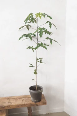 Gulvplanter Og Store Træer|Danskavlede Planter^PLANT Kærlighedstræ (Fingerblad) medium