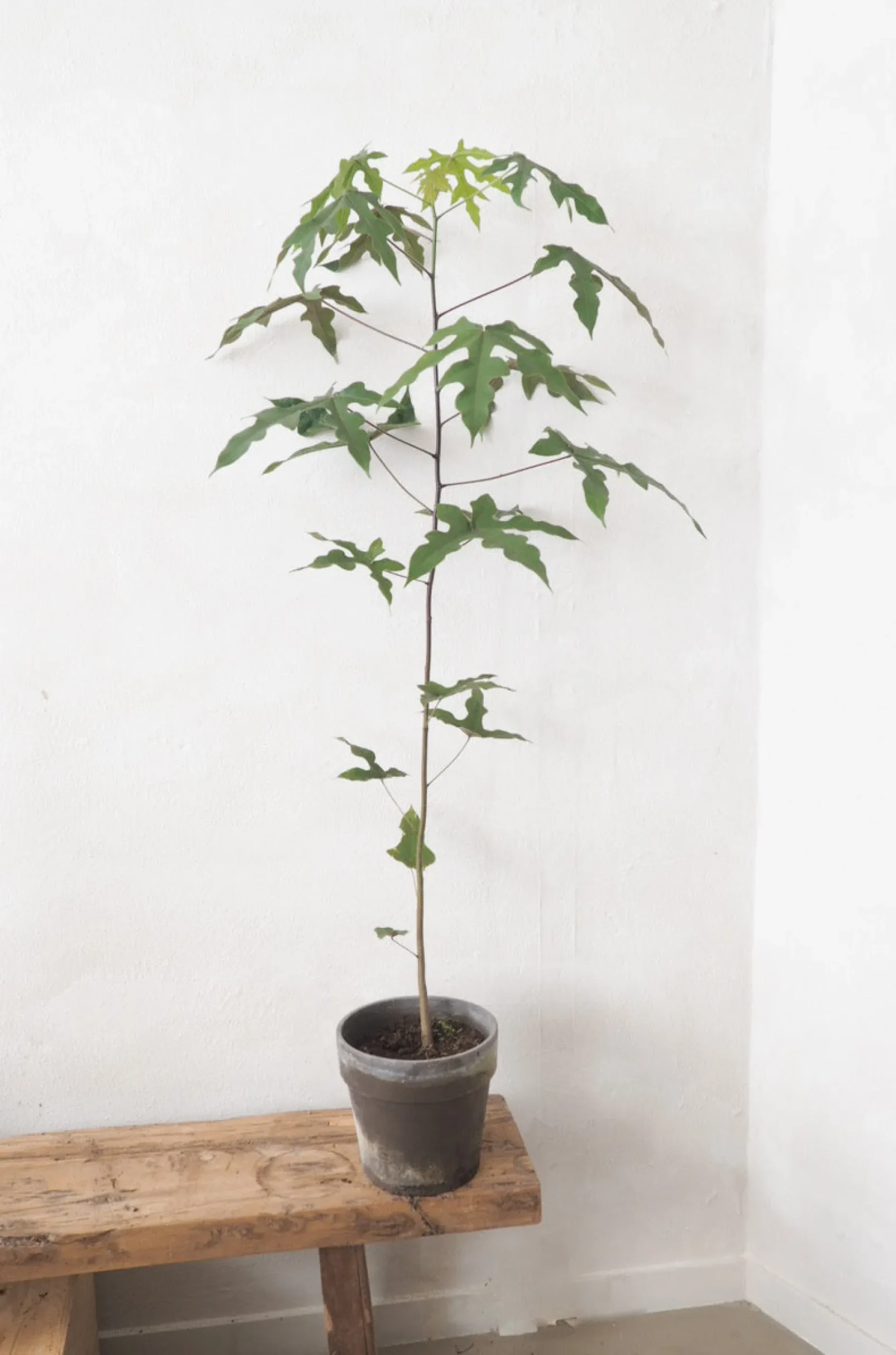 Gulvplanter Og Store Træer|Danskavlede Planter^PLANT Kærlighedstræ (Fingerblad) medium