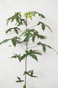 Gulvplanter Og Store Træer|Danskavlede Planter^PLANT Kærlighedstræ (Fingerblad) medium