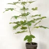 Danskavlede Planter|Kærlighedstræer^PLANT Kærlighedstræ (Fingerblad) medium