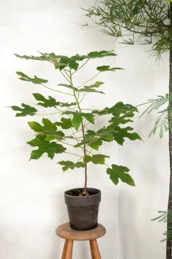 Danskavlede Planter|Kærlighedstræer^PLANT Kærlighedstræ (Fingerblad) medium