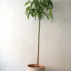 Danskavlede Planter|Kærlighedstræer^PLANT Kærlighedstræ (Fingerblad) stor