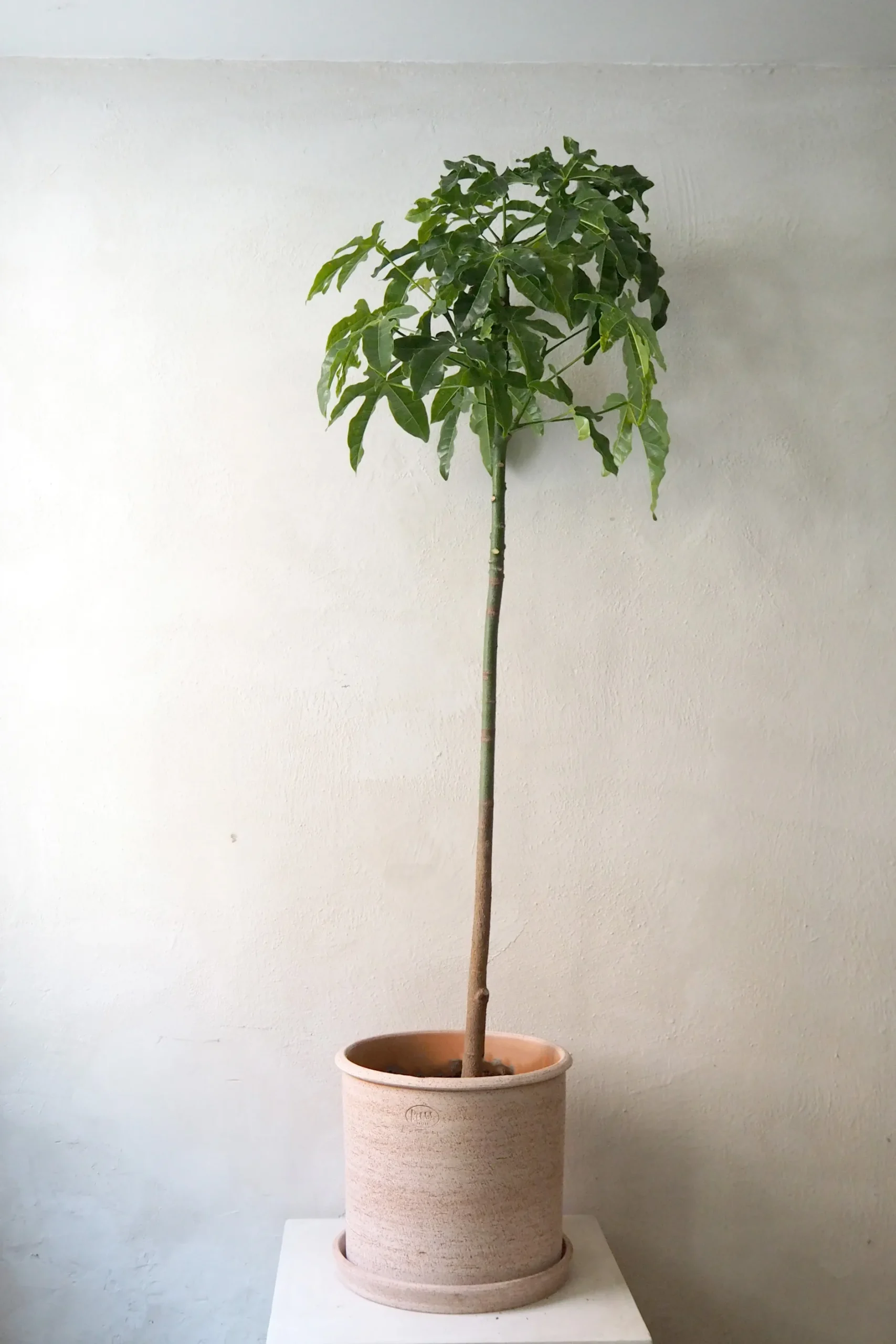 Danskavlede Planter|Kærlighedstræer^PLANT Kærlighedstræ (Fingerblad) stor